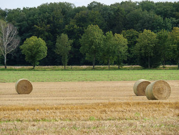 Fields and meadows near winterswijk in the netherlands