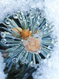 High angle view of wet frozen plant during winter