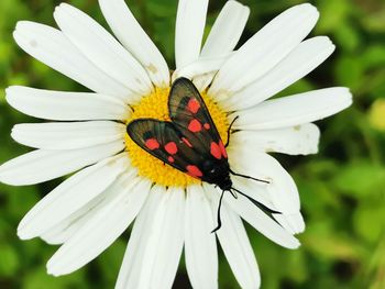 Close-up of butterfly pollinating on flower