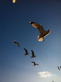 Low angle view of seagulls flying against clear sky