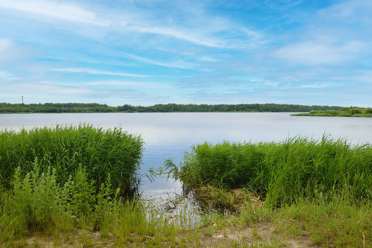 GRASS BY LAKE AGAINST SKY