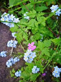 High angle view of flowers blooming outdoors