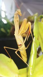 Close-up of insect on leaf