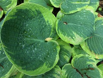 Full frame shot of fresh green leaves