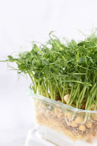 Close-up of plant against white background