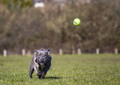 Dog with ball on field