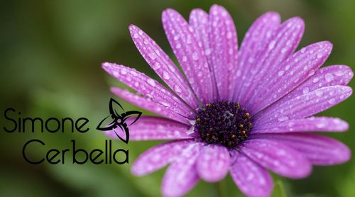 Close-up of pink flower