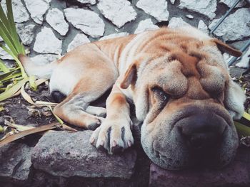 Close-up of dog sleeping