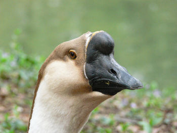 Close-up of a bird looking away