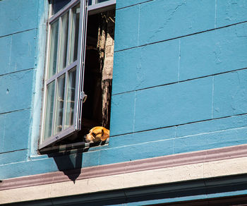 Low angle view of bird perching on window