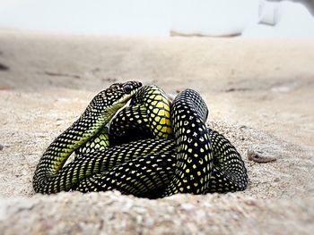 Close-up of lizard on sand