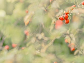 Close-up of plant against blurred background