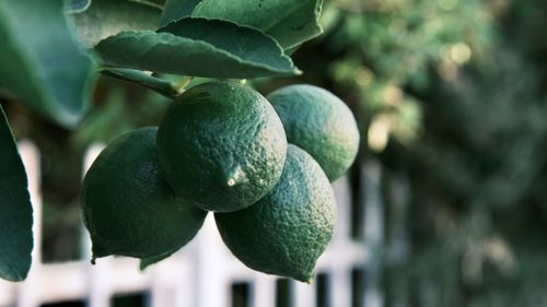 Close-up of lemon growing on tree