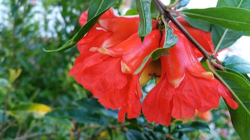 Close-up of red flower blooming outdoors