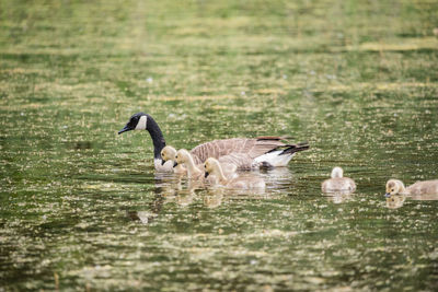 Goose and goslings feeding