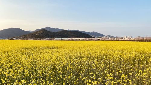 Scenic view of oilseed rape field against sky