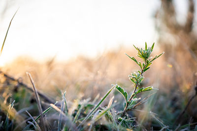 Close-up of plant growing on field against sky