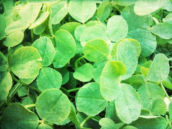 Full frame shot of leaves