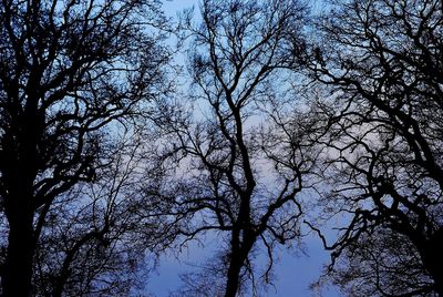 Low angle view of bare trees against blue sky