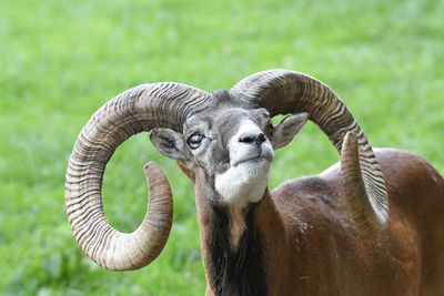 Portrait of sheep on field