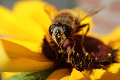 Close-up of bee pollinating on flower