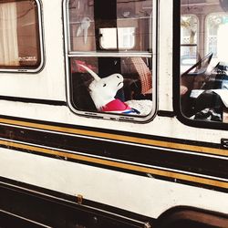 Cat sitting in train