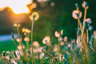 Close-up of flowering plants on field