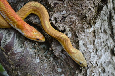 Close-up of lizard on tree trunk