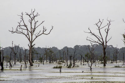 Bare trees on landscape against clear sky