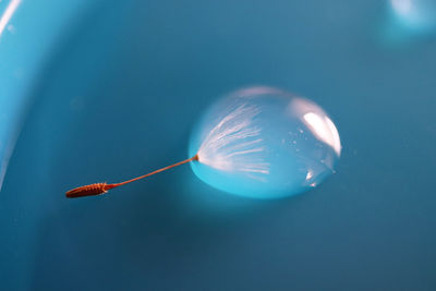Close-up of dandelion seed in water drops against blue background 