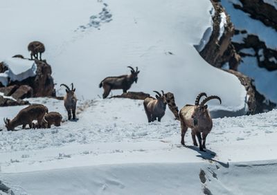 Flock of ibex on snow covered landscape