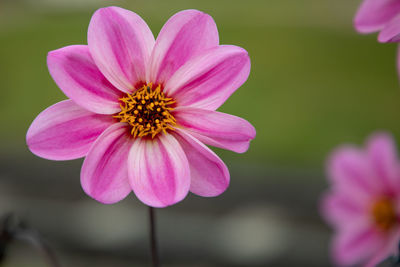 Close-up of pink flower