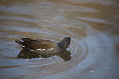 High angle view of duck swimming in lake