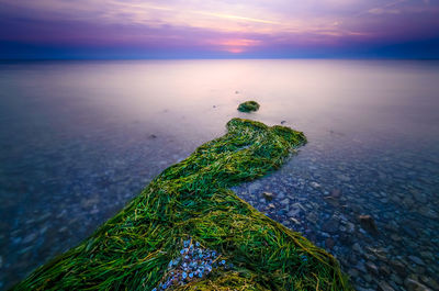 Leaf on rock by sea against sky