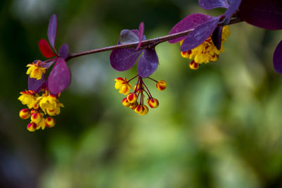 Close-up of a group of yellow barberry with purple leaves