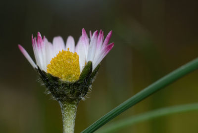 Close-up of purple flower