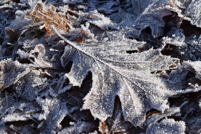 High angle view of frost on land