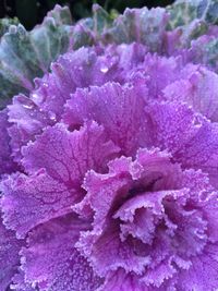 Close-up of purple flowers