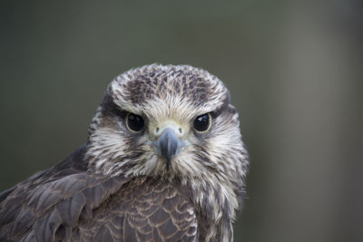 Close-up portrait of owl