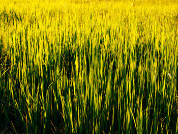 Full frame shot of corn field