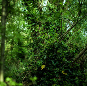 Close-up of fresh green plants and trees in forest