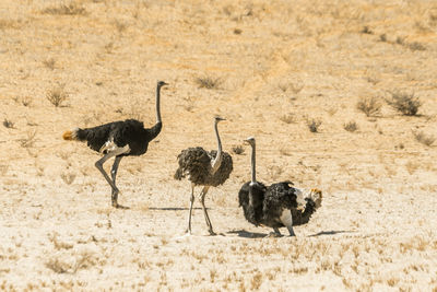 Two people walking on a desert