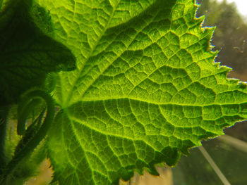 Close-up of fresh green leaf