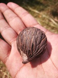 Close-up of hand holding leaf