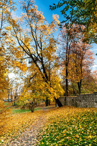 Autumn trees in park