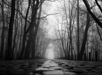 Road amidst trees in forest