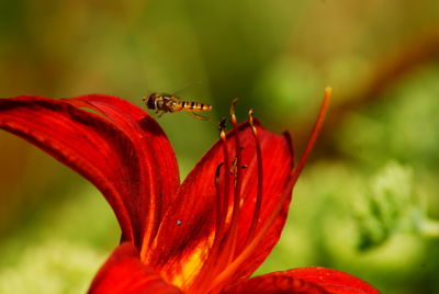 Close-up of insect on red flower