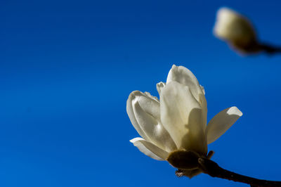 Low angle view of white flowering against blue sky