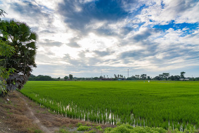 Scenic view of agricultural field against sky