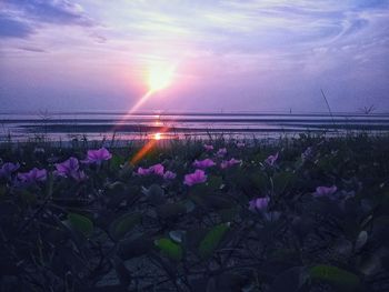 Pink flowering plants against sky during sunset